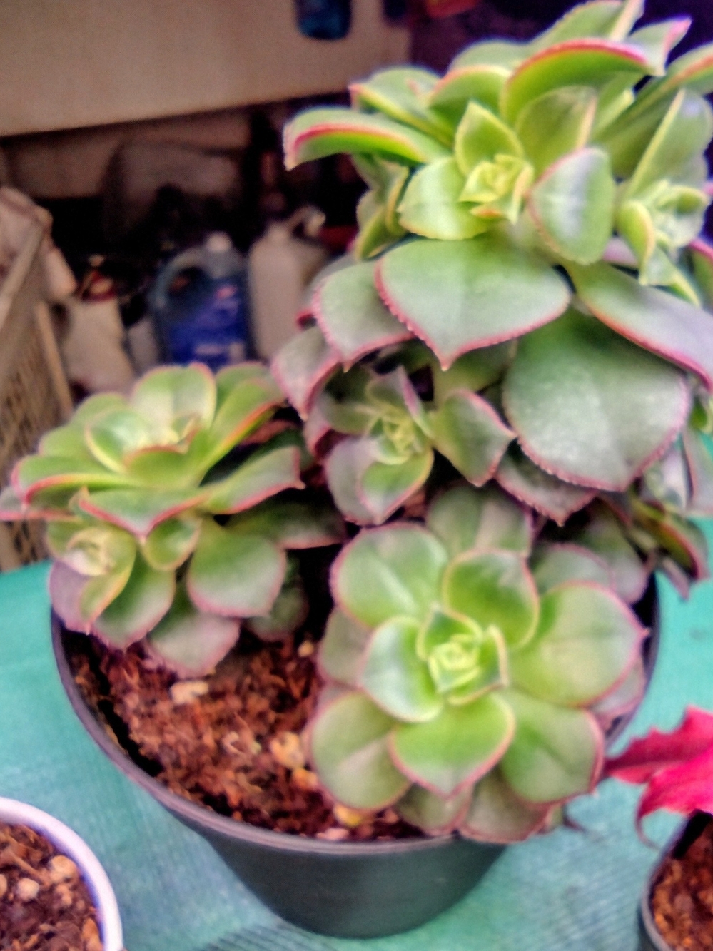 Beautiful Live Aeonium Kiwi Succulent Plant